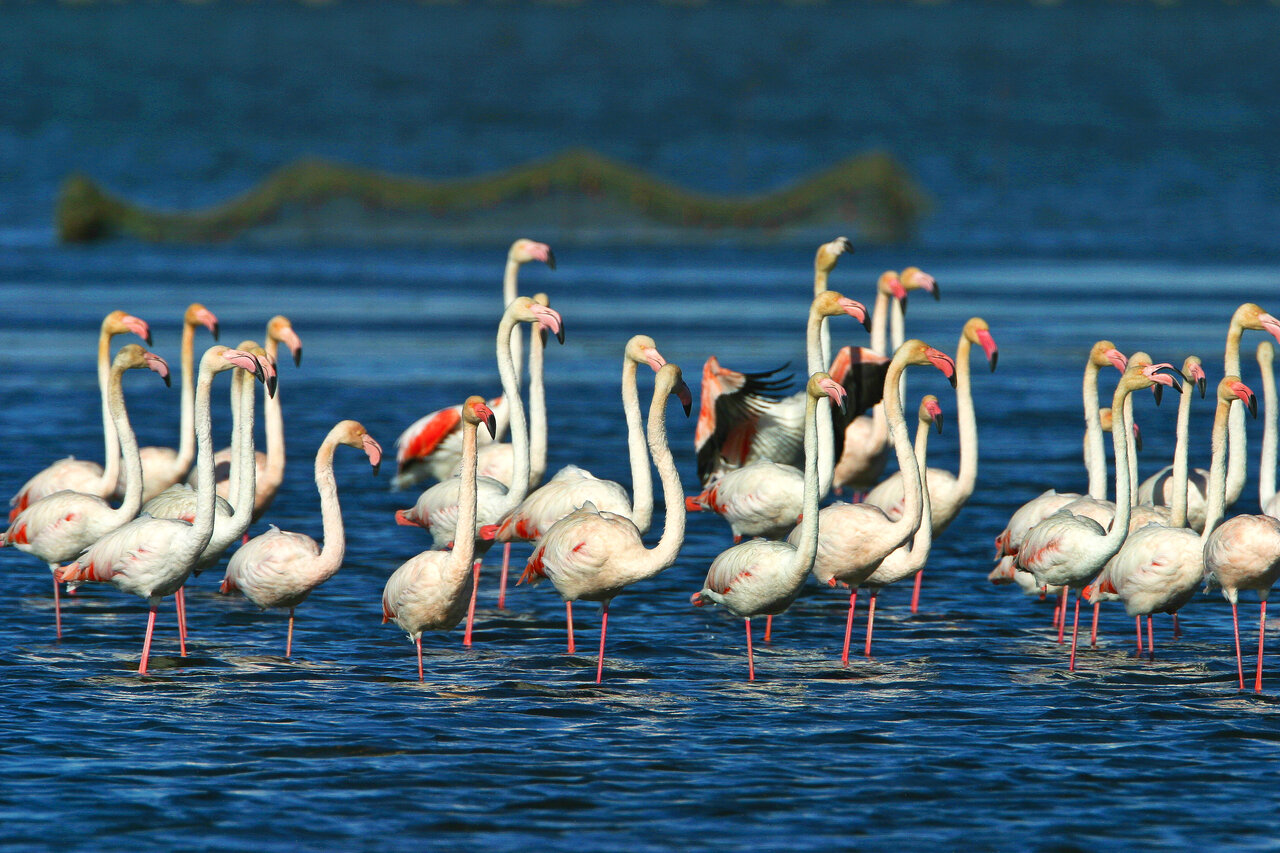 Flamants roses dans les lagunes du Delta de l'�bre, pr�s de Deltebre, Tarragone.