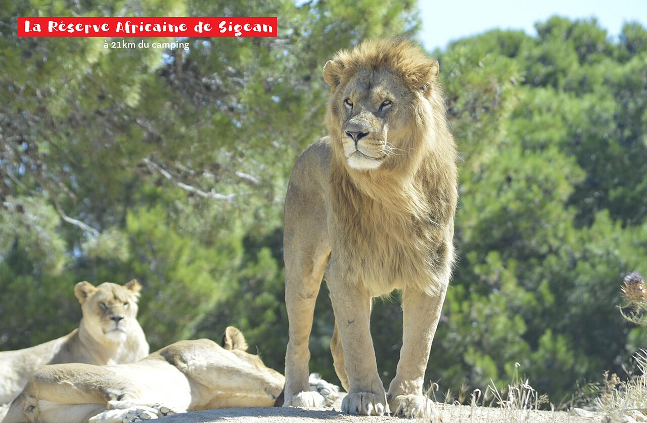 Lion majestueux � la R�serve Africaine de Sigean, lieu � visiter pr�s du camping.