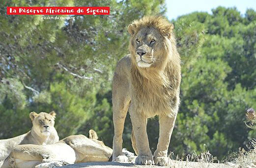 Lion majestueux à la Réserve Africaine de Sigean, près de Narbonne.