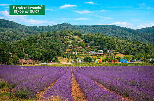Champ de lavande en fleurs, Mobil-homes et jeux gonflables au camping CLICOCHIC Bastets � Marsanne (26).