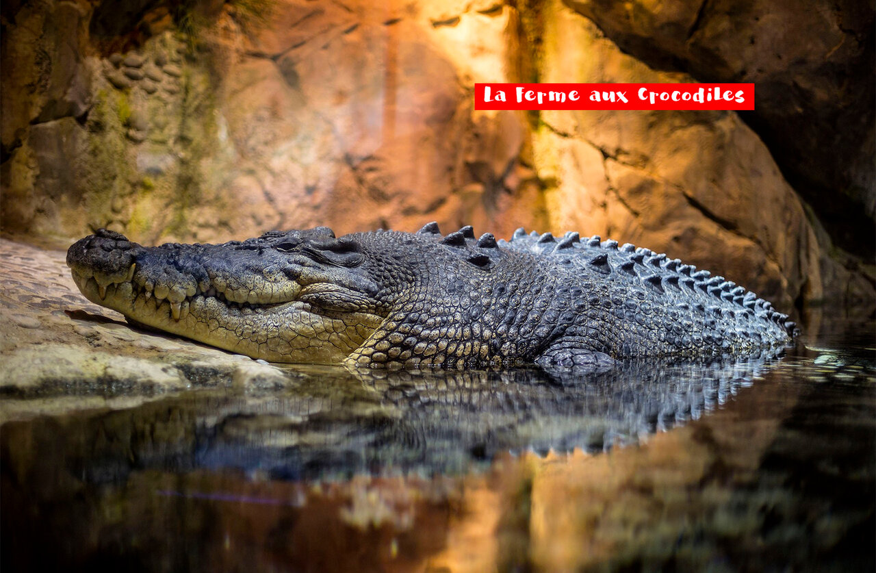 Grand crocodile se reposant dans l'eau � La Ferme aux Crocodiles, Dr�me proven�ale.