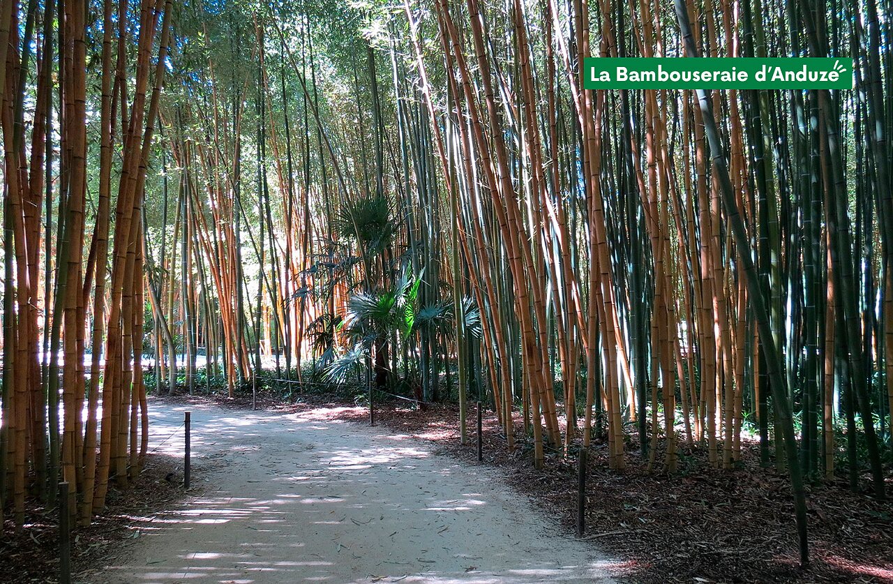 Chemin ombrag� au c?ur de la Bambouseraie d'Anduze, un jardin exotique � visiter.