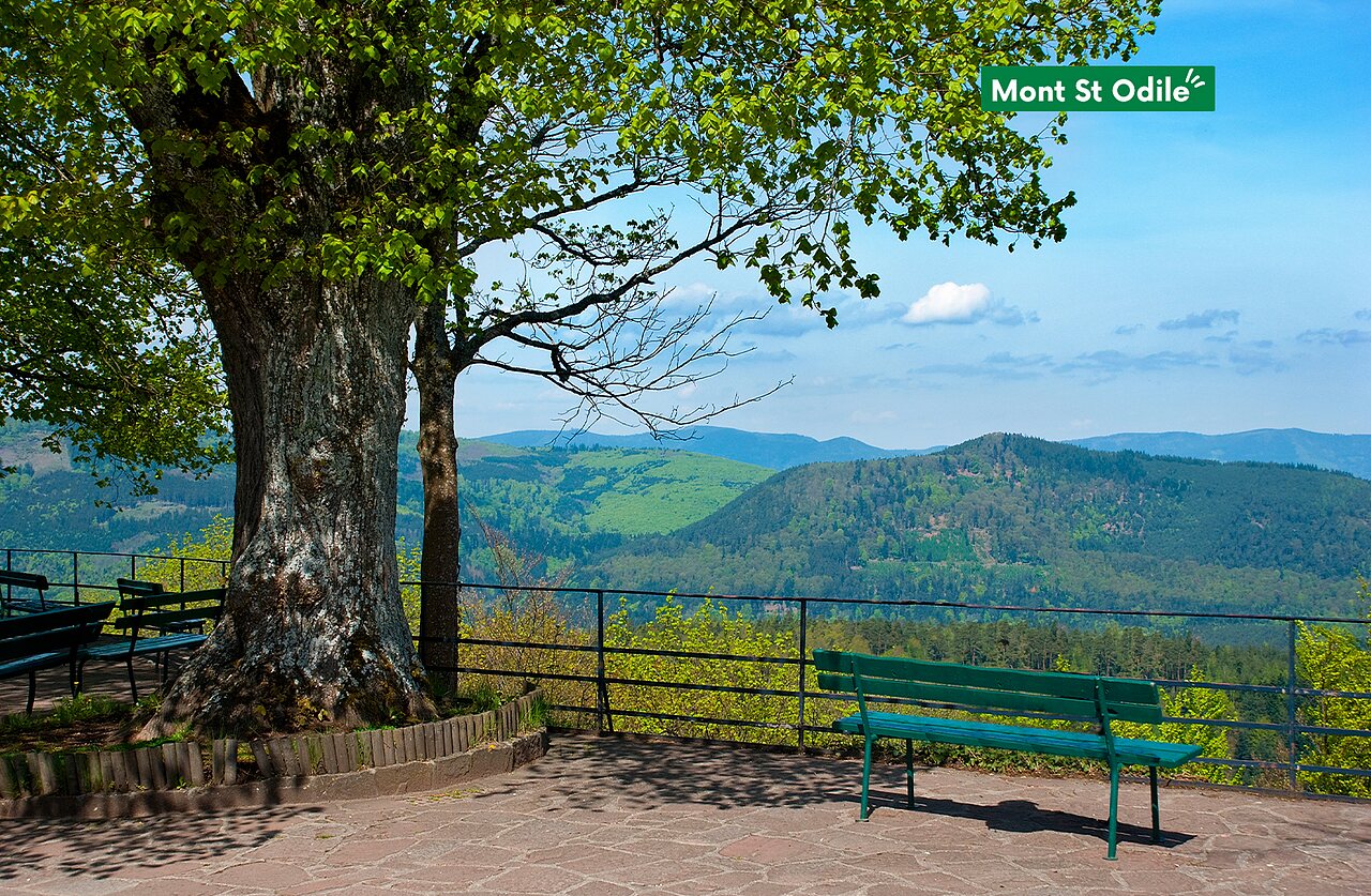 Vue panoramique depuis le Mont Sainte-Odile, site historique en Alsace.
