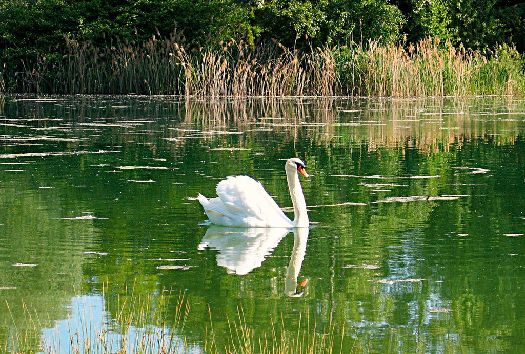 Au Clair Ruisseau, Camping Alsace - 10