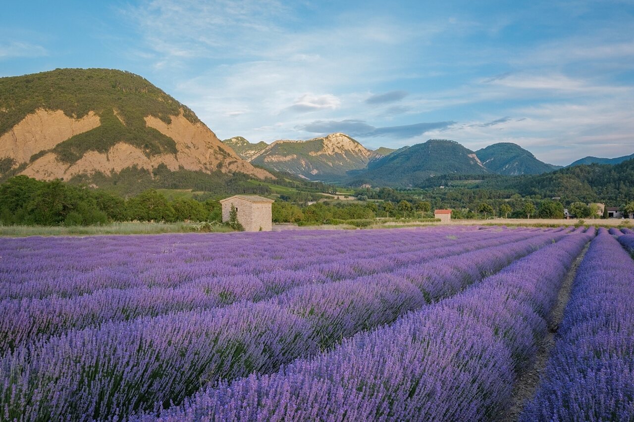Champ de lavande violette et montagnes verdoyantes au camping CLICOCHIC Couriou � Recoubeau-Jansac.