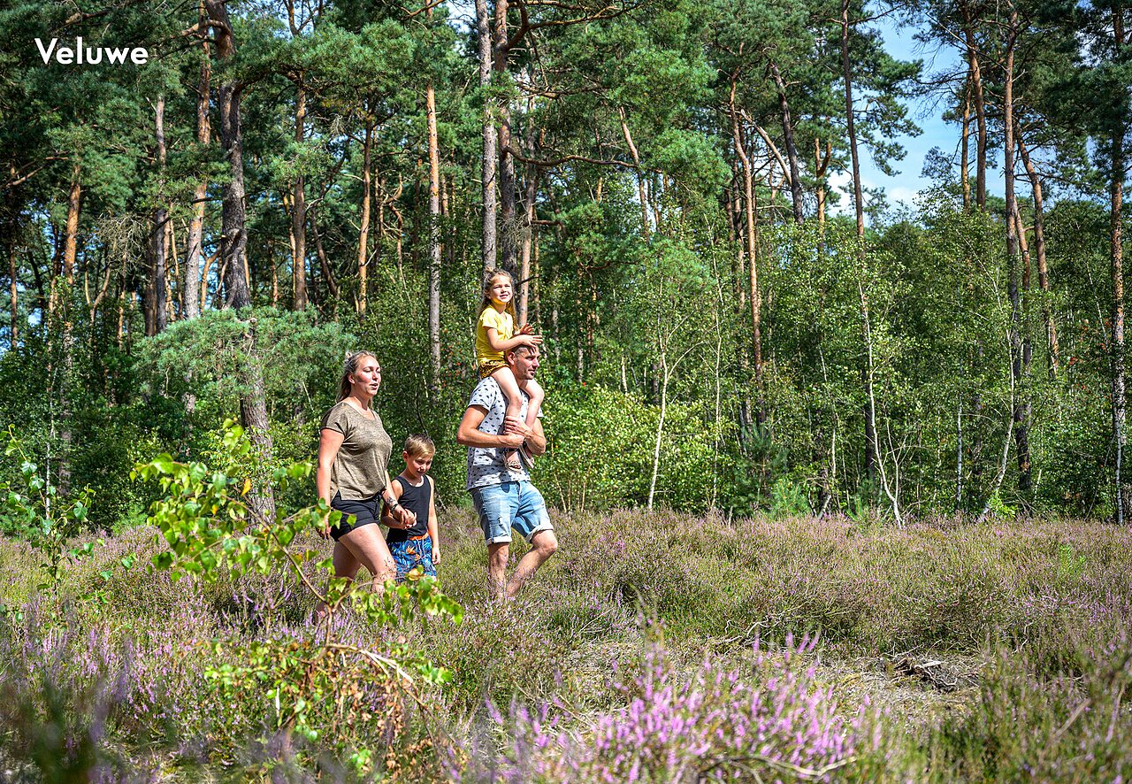 Famille se promenant dans la nature de la Veluwe, lieu � visiter pr�s du camping.