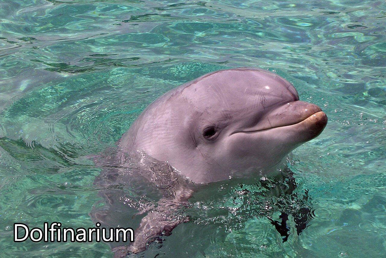 Dauphin souriant dans l'eau claire du Dolfinarium, attraction � Harderwijk, Pays-Bas.