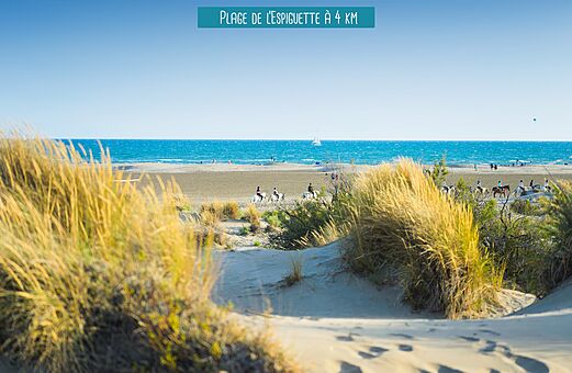 Plage de l'Espiguette, dunes et chevaux pr�s de Le Grau du Roi.