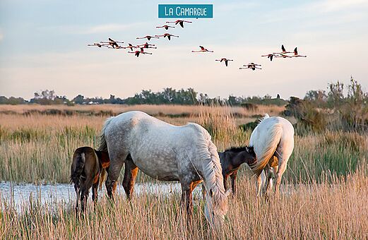 Chevaux sauvages et flamants roses dans les paysages naturels de Camargue, pr�s du Grau du Roi.