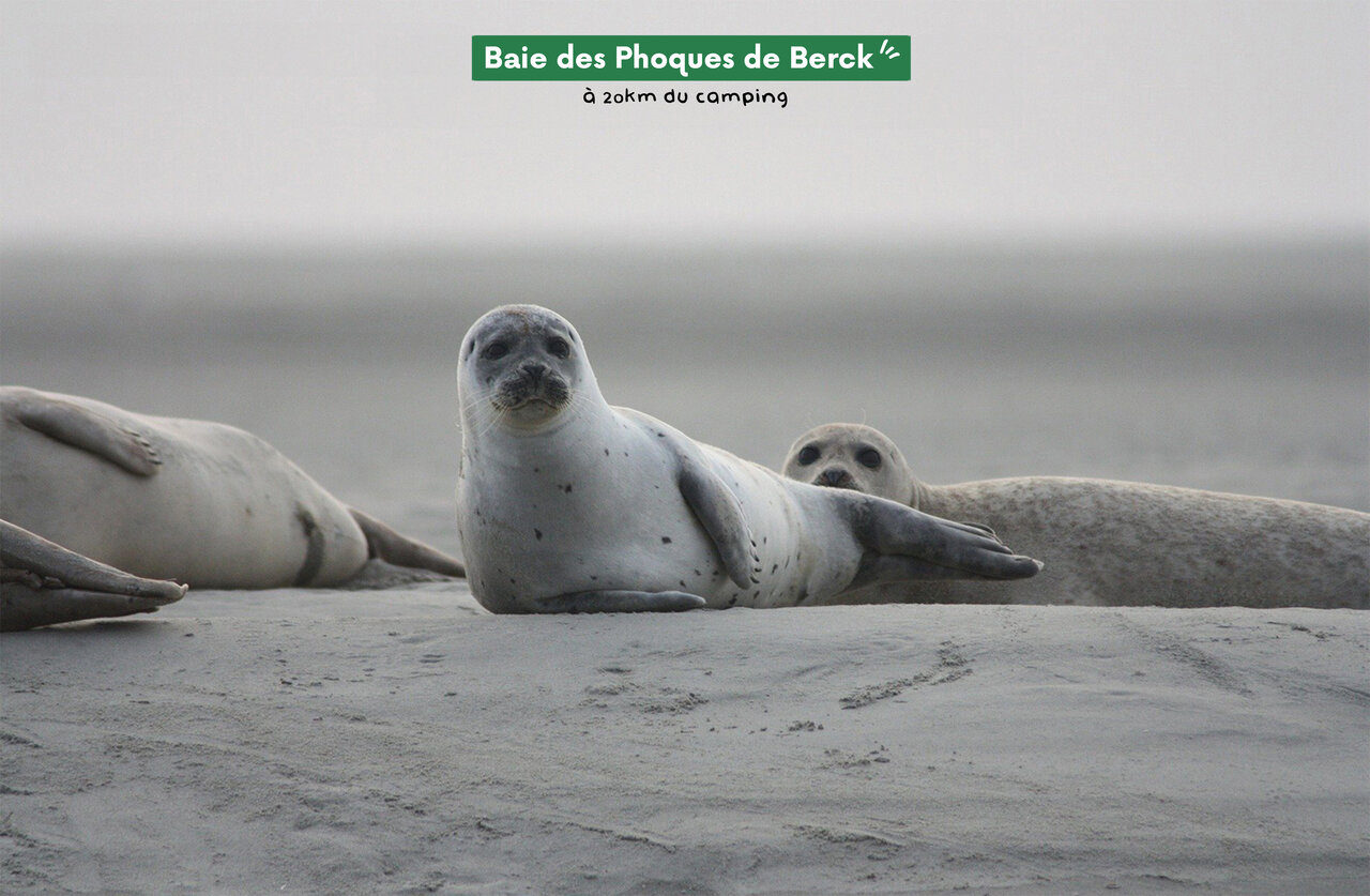 Phoques gris sur la plage de la Baie de Berck, � d�couvrir pr�s du camping.