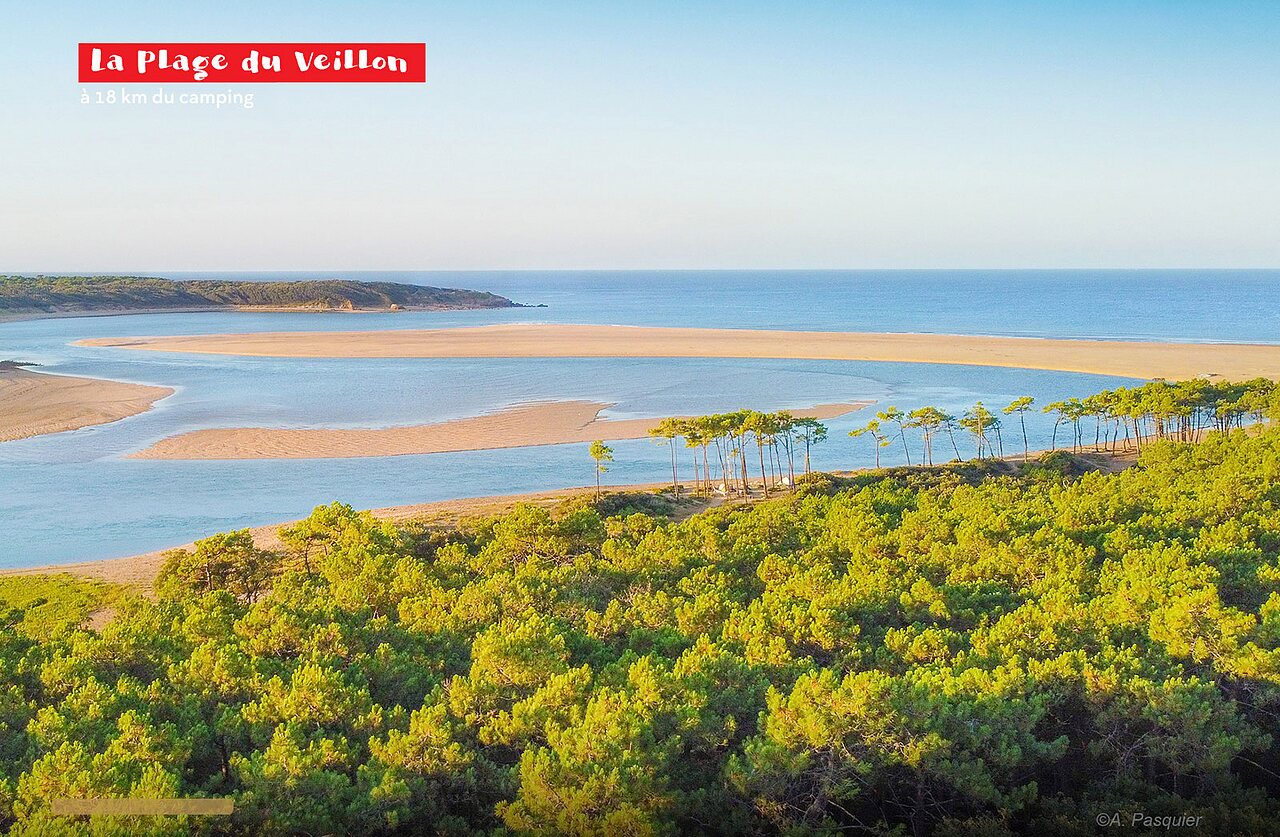 Plage du Veillon, estuaire et for�t de pins, � visiter pr�s de Talmont-Saint-Hilaire.