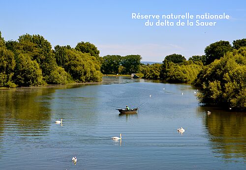 P�cheur en barque et cygnes dans la R�serve naturelle du delta de la Sauer.