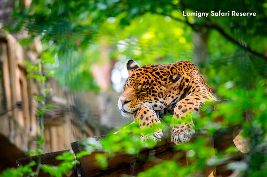 Jaguar se reposant à la Réserve de Lumigny, lieu touristique près de Tournan en Brie.