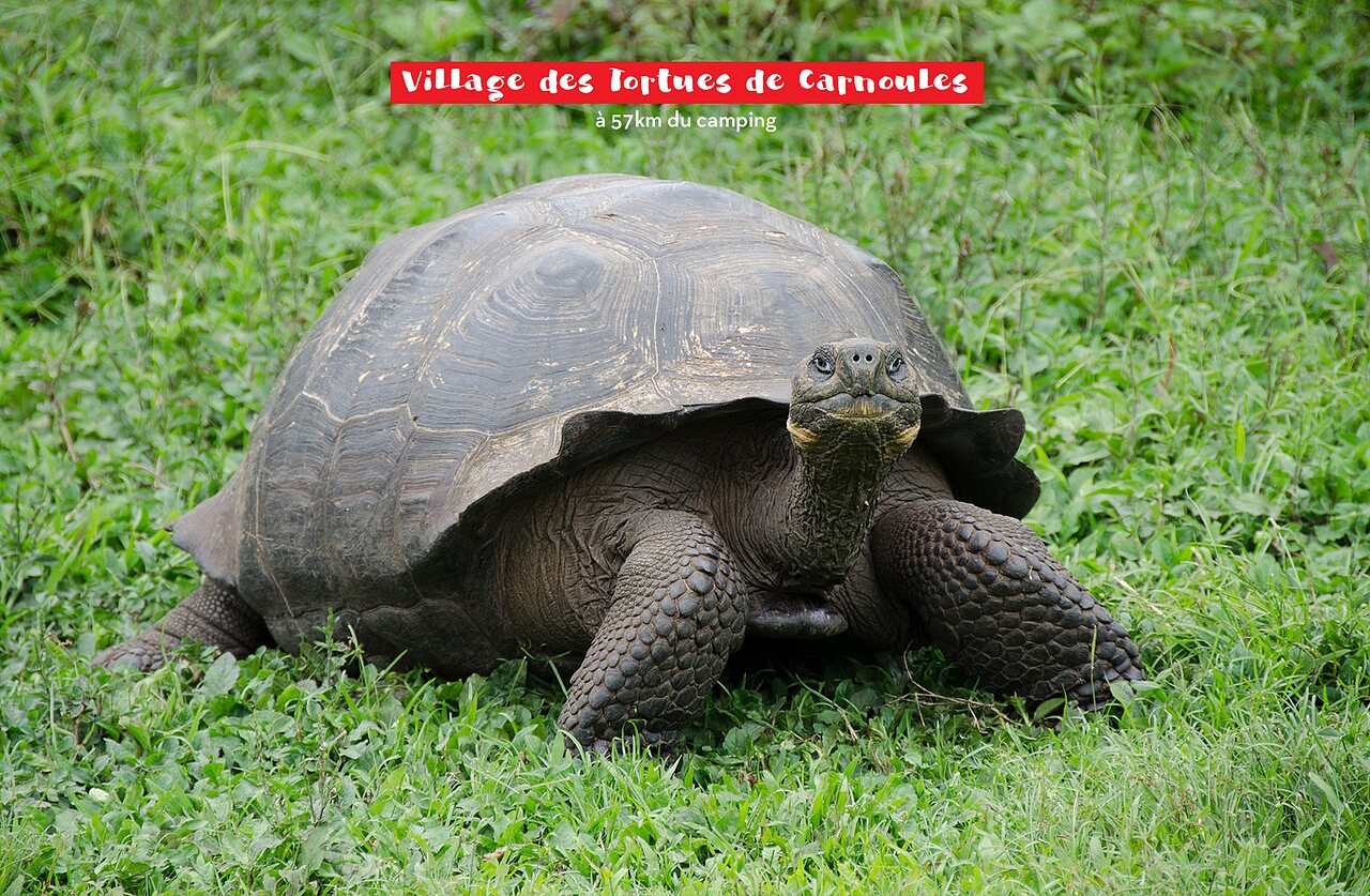 Grande tortue terrestre au Village des Tortues de Carnoules, pr�s de Fr�jus.