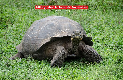 Grande tortue terrestre au Village des Tortues de Carnoules, Var.
