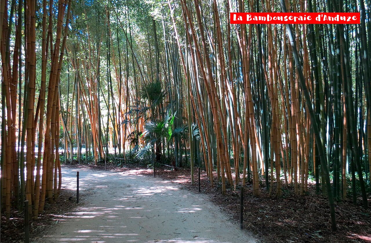 Sentier ombrag� � travers la Bambouseraie d'Anduze, jardin exotique pr�s d'Al�s.