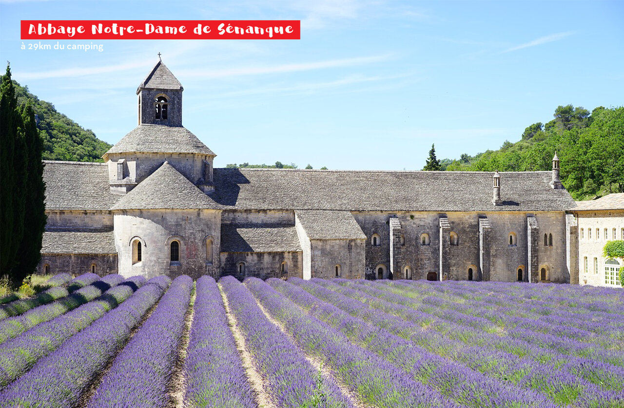 Abbaye Notre-Dame de S�nanque et champs de lavande, lieu � visiter en Provence.