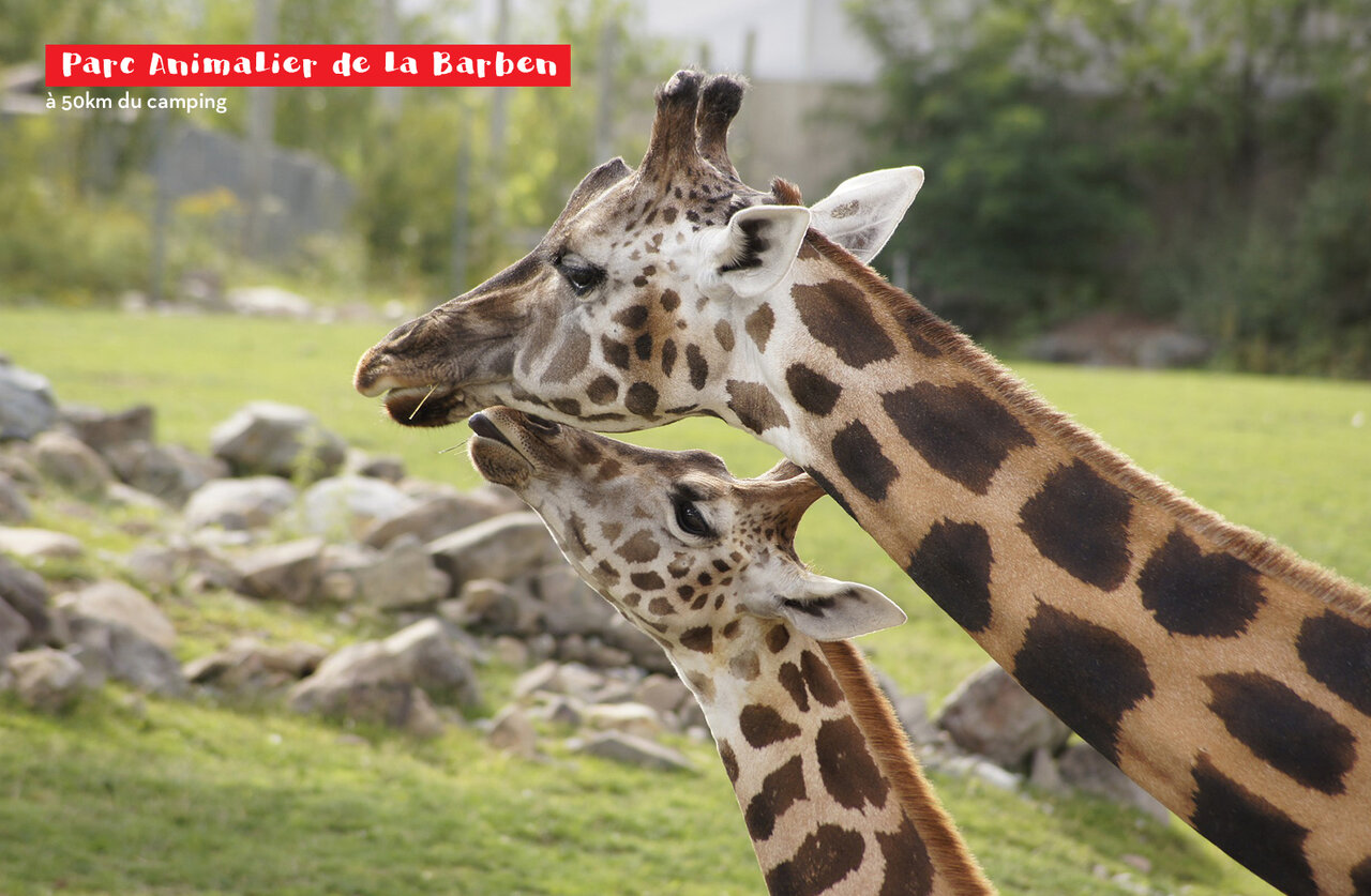 Girafe adulte et son petit au Parc Animalier de La Barben, lieu � visiter.
