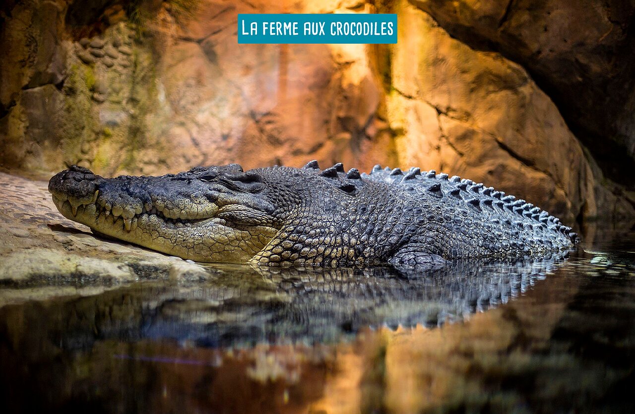 Grand crocodile se reposant dans l'eau � La Ferme aux Crocodiles, attraction touristique.