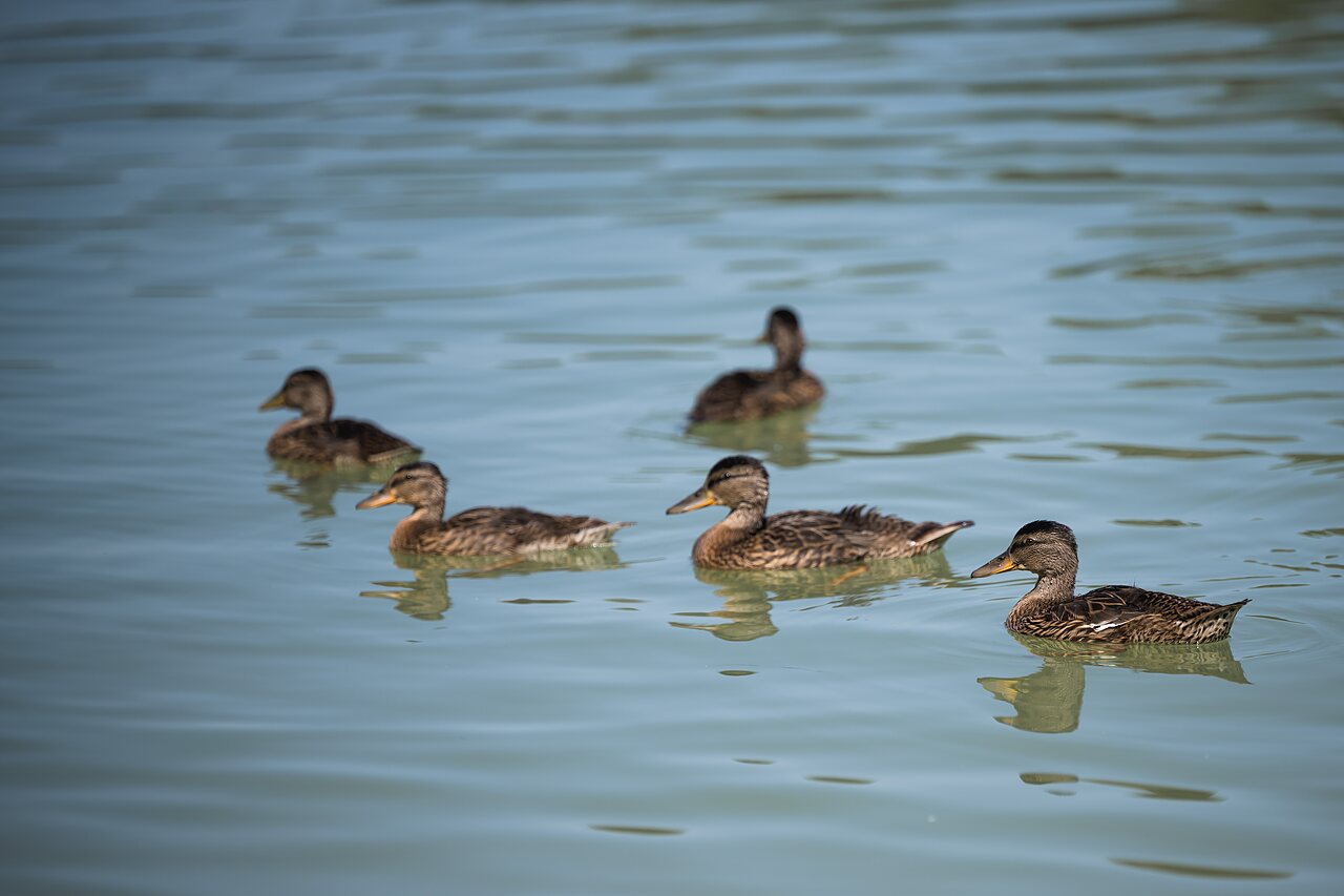 Canards sur le lac au camping CAPFUN Lac des 3 Vall�es � Lectoure.