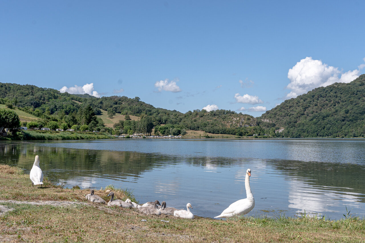 Famille de cygnes au bord du lac, emplacements de camping au CLICOCHIC Lac du Lit du Roi.