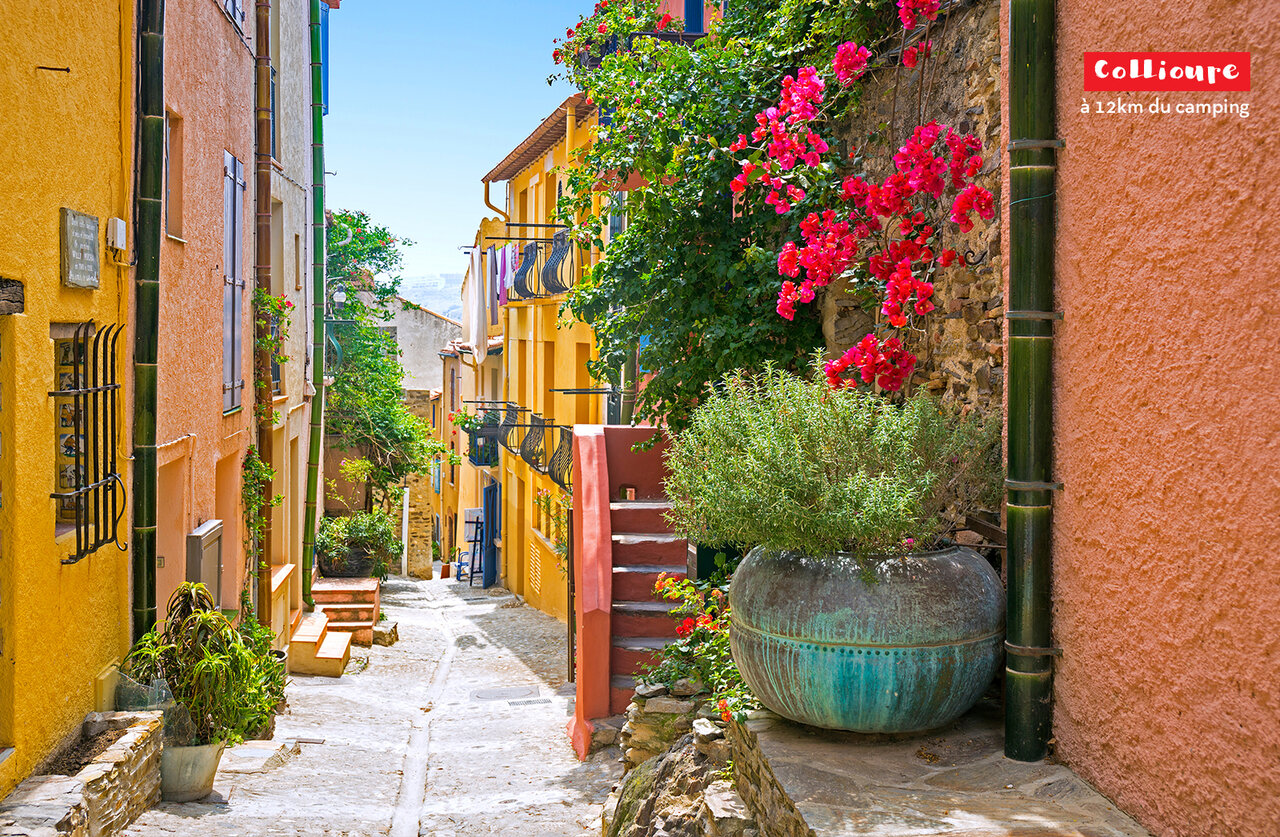 Rue color�e et fleurie � Collioure, village typique des Pyr�n�es-Orientales.