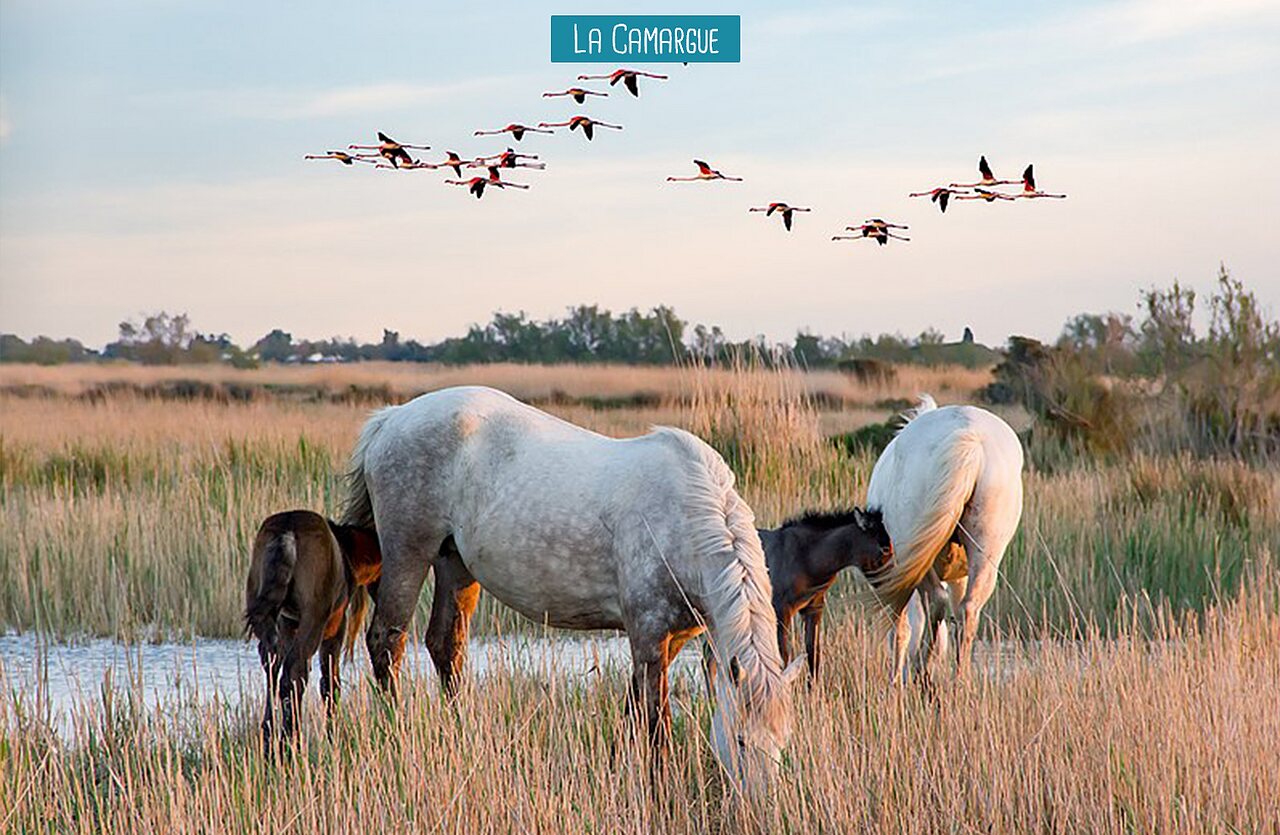 Chevaux de Camargue et flamants roses dans les marais, lieu � visiter.
