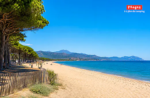 Plage de sable et pins au camping CAPFUN Paris Roussillon à ARGELES SUR MER (66). Plage de sable et pins au camping CAPFUN Paris Roussillon à ARGELES SUR MER (66).