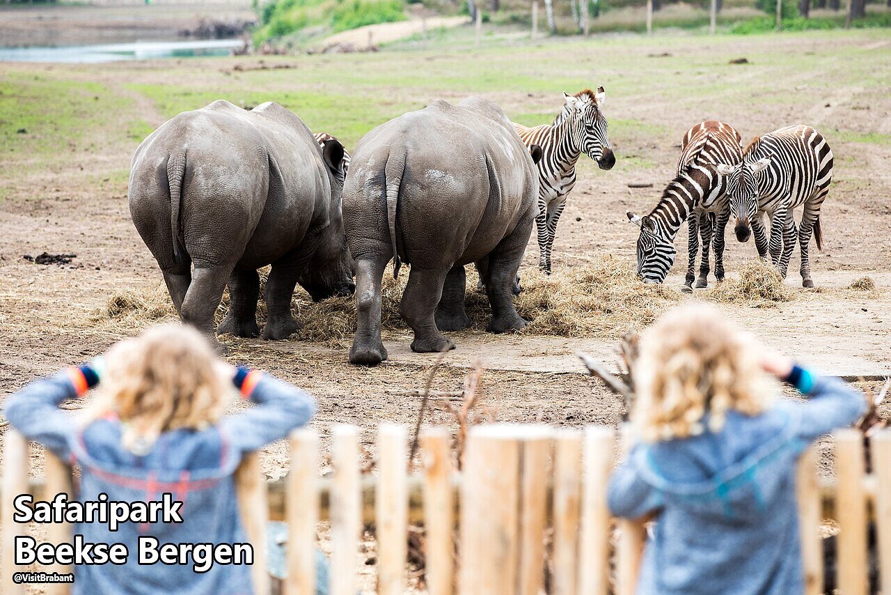 Rhinoc�ros et z�bres observ�s par des enfants au Safaripark Beekse Bergen, Pays-Bas.