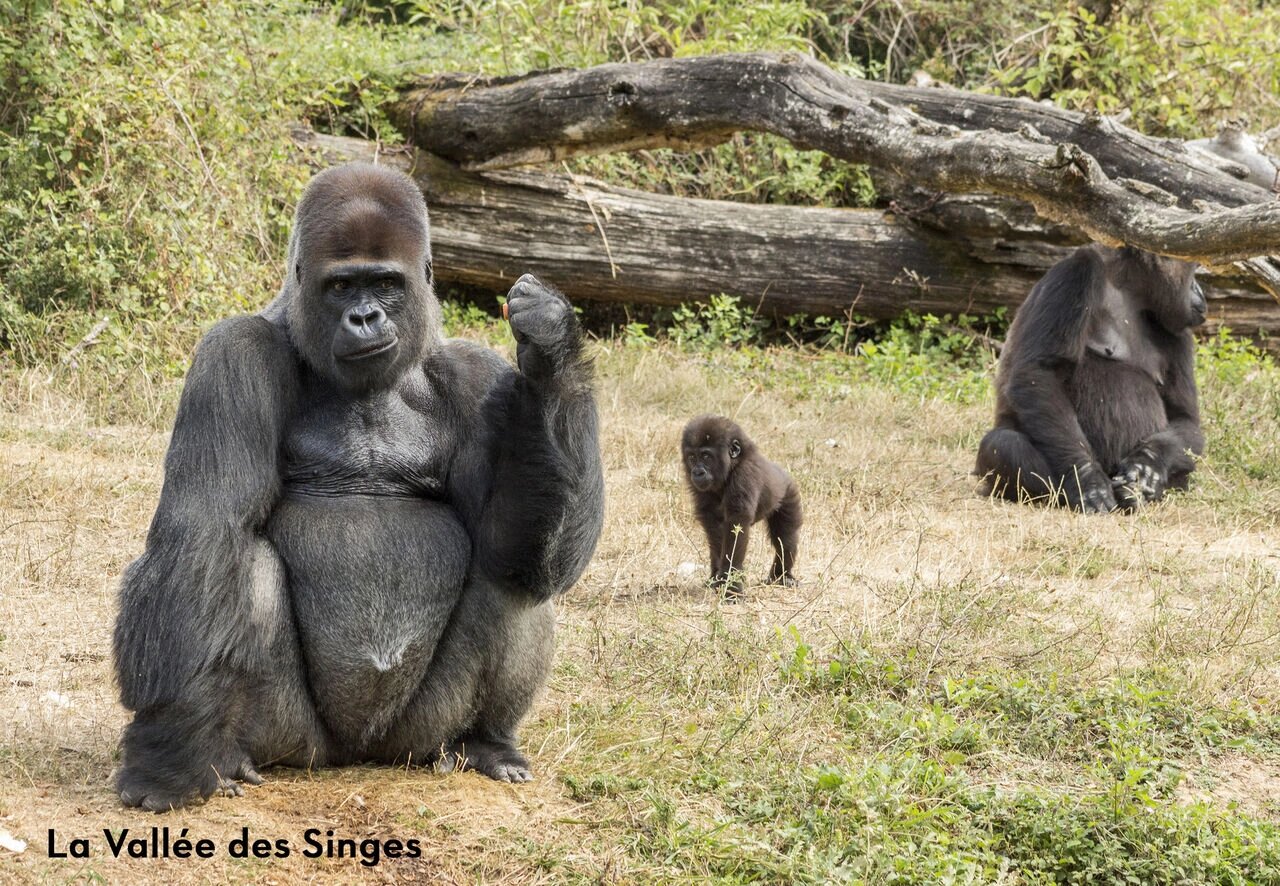 Gorilles � La Vall�e des Singes, un parc animalier � visiter pr�s de Valence-en-Poitou.