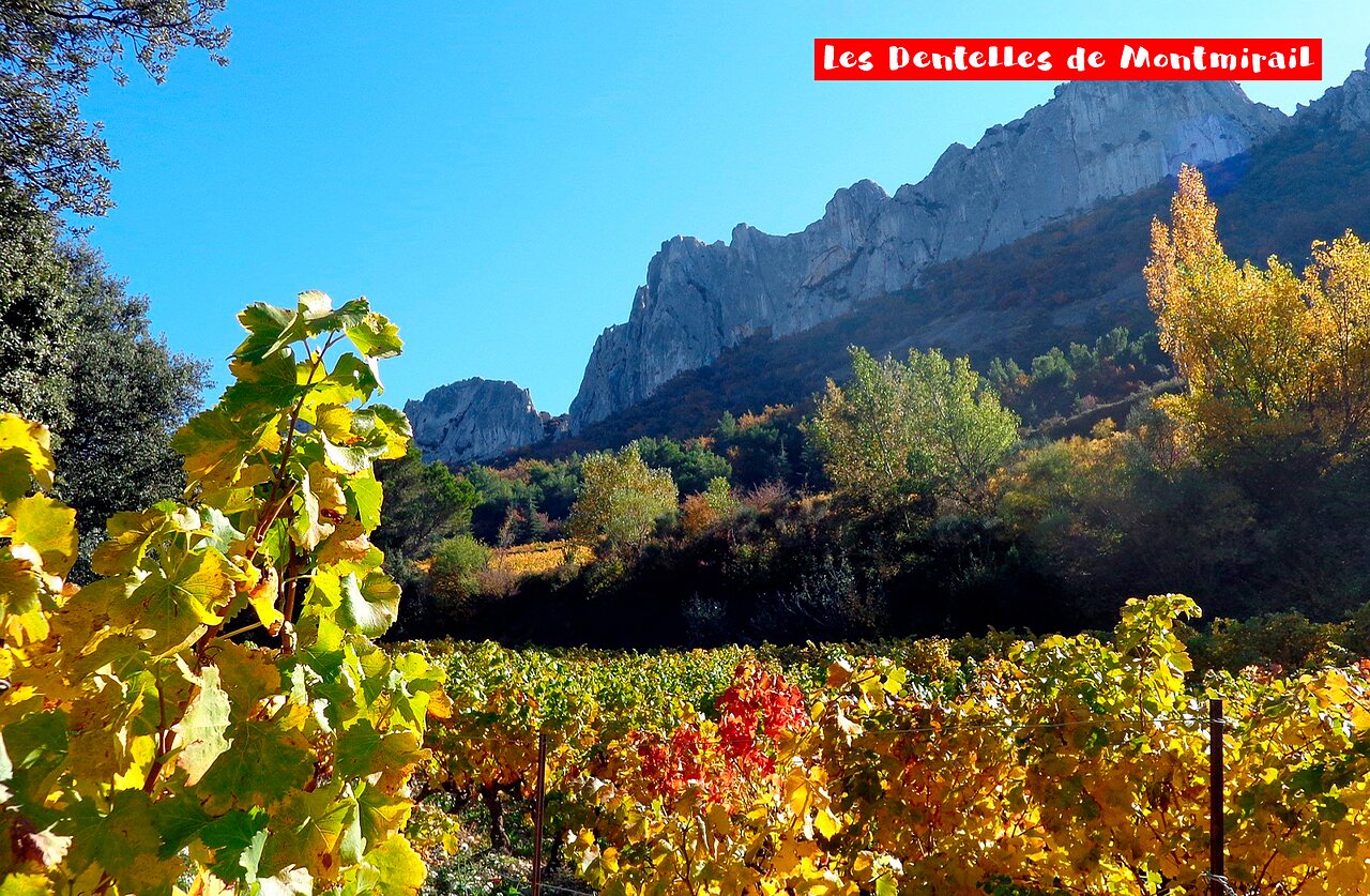 Les Dentelles de Montmirail et vignobles color�s, un site � visiter en Provence.