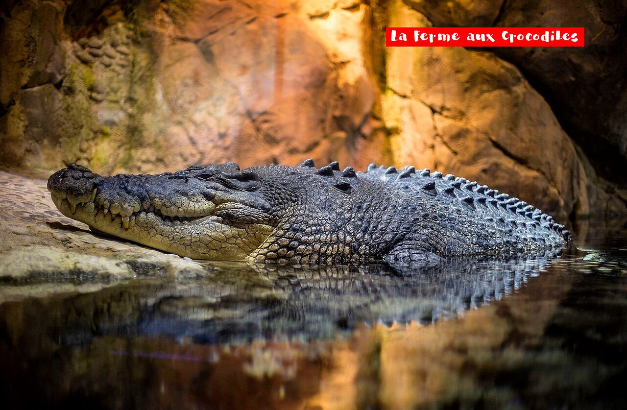 Grand crocodile dans l'eau, La Ferme aux Crocodiles, lieu � visiter pr�s du camping.