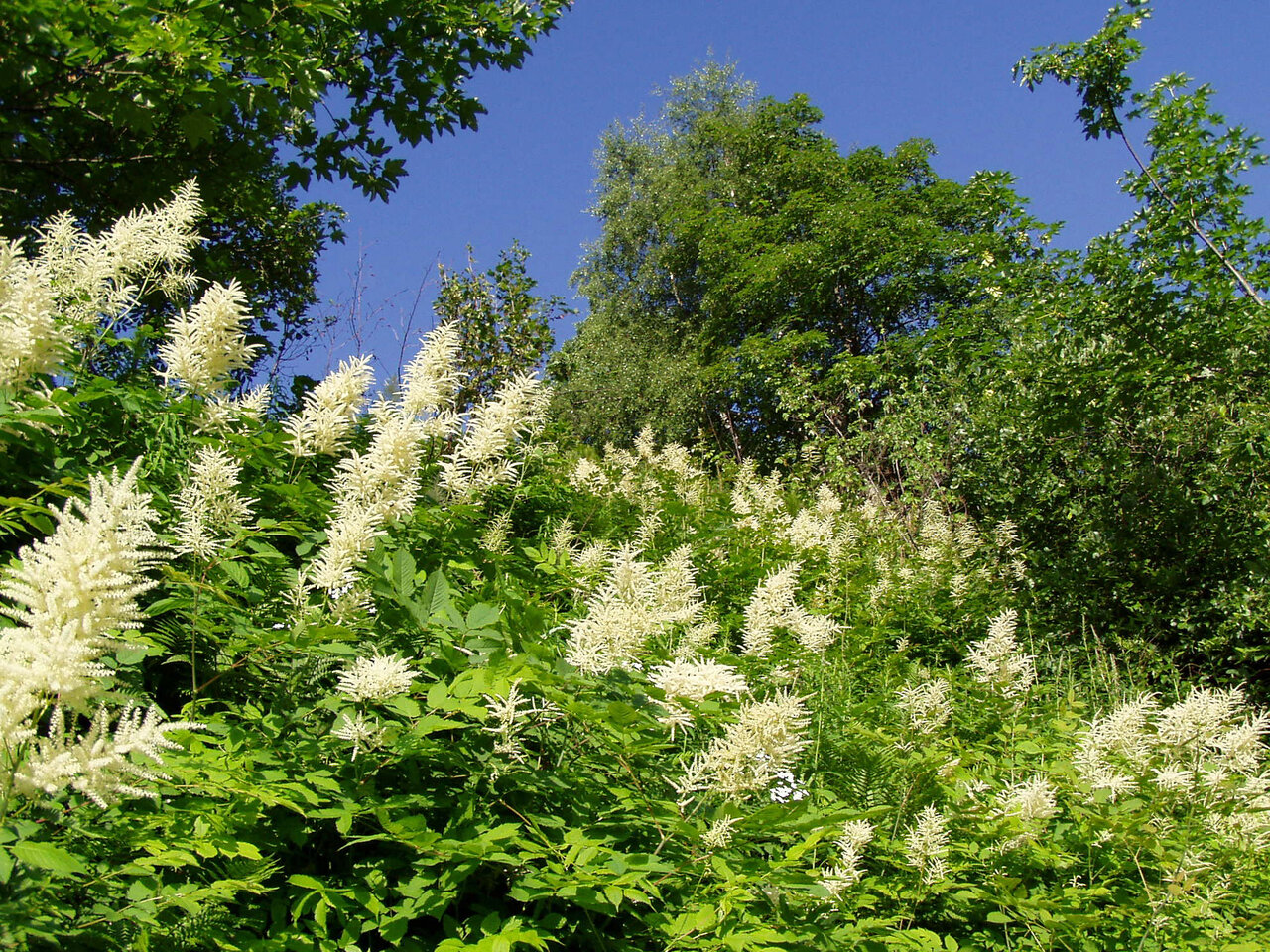 Plantes fleuries blanches et arbres verts sous ciel bleu au camping CAPFUN Saint Colomban.