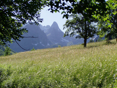 Champ verdoyant, arbres et montagnes au camping CAPFUN Saint Colomban des Villards (73).