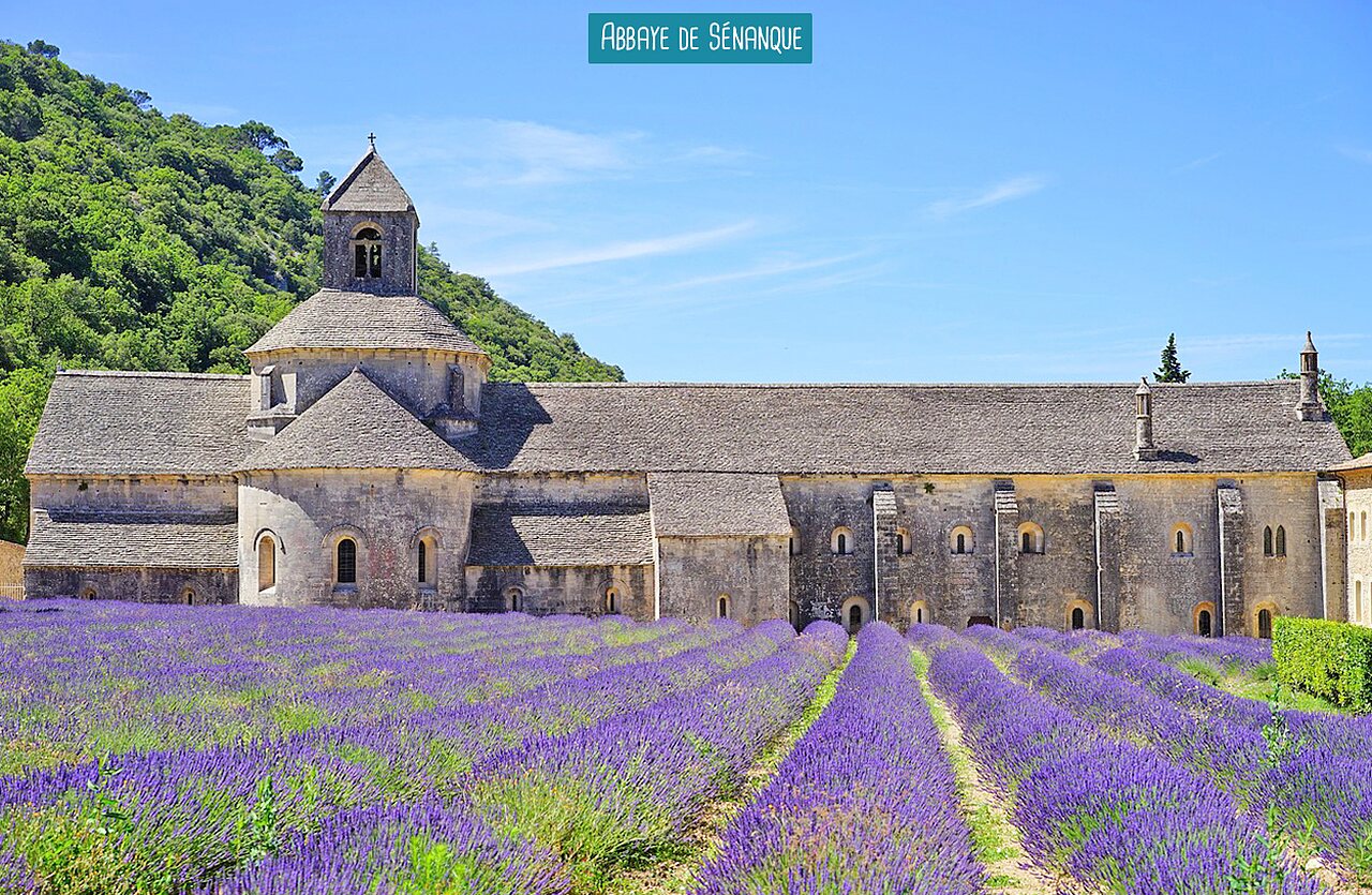 Abbaye de S�nanque et ses champs de lavande, lieu � visiter en Provence.