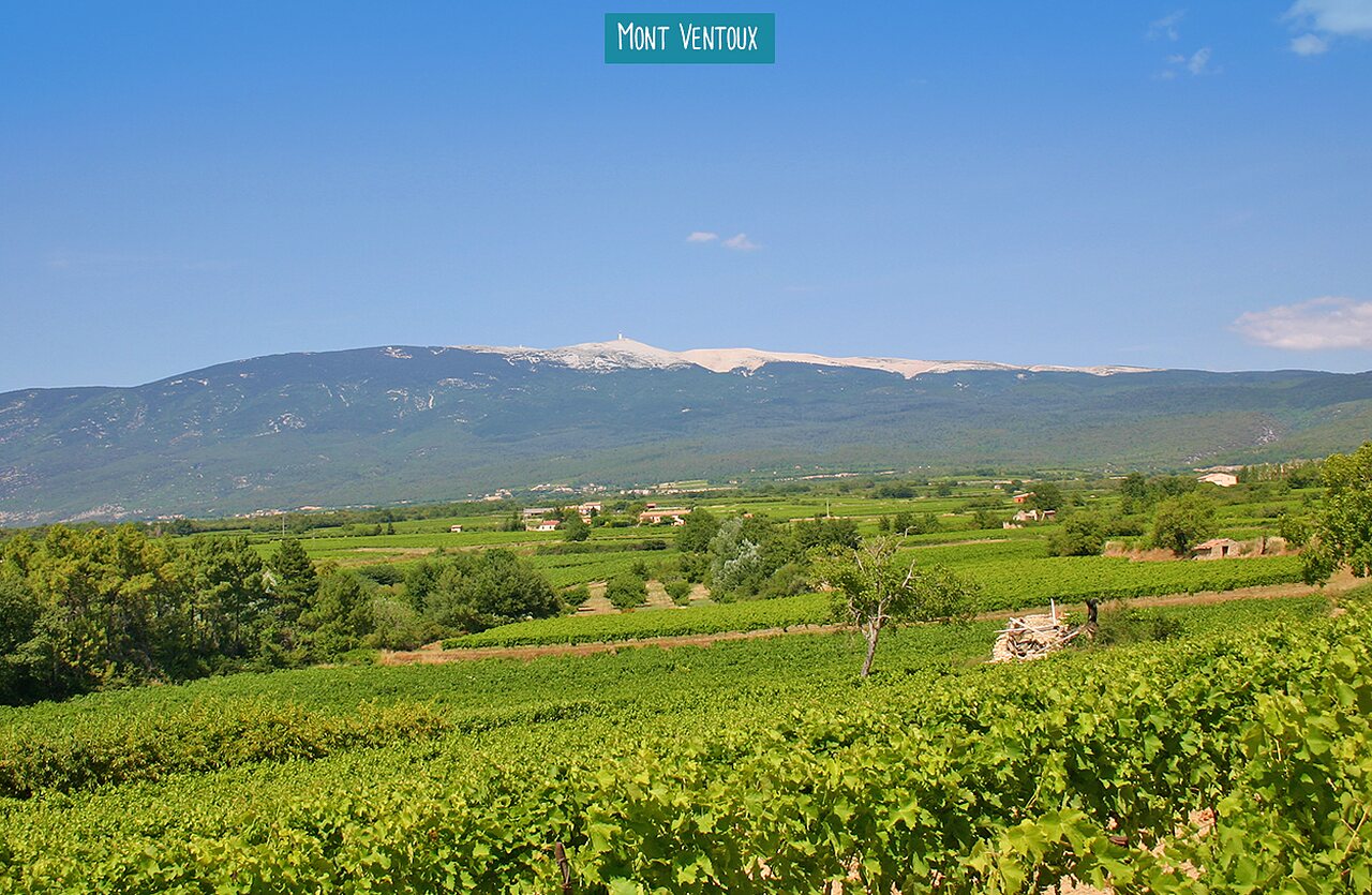 Mont Ventoux majestueux dominant les vignobles de Provence, lieu � visiter.