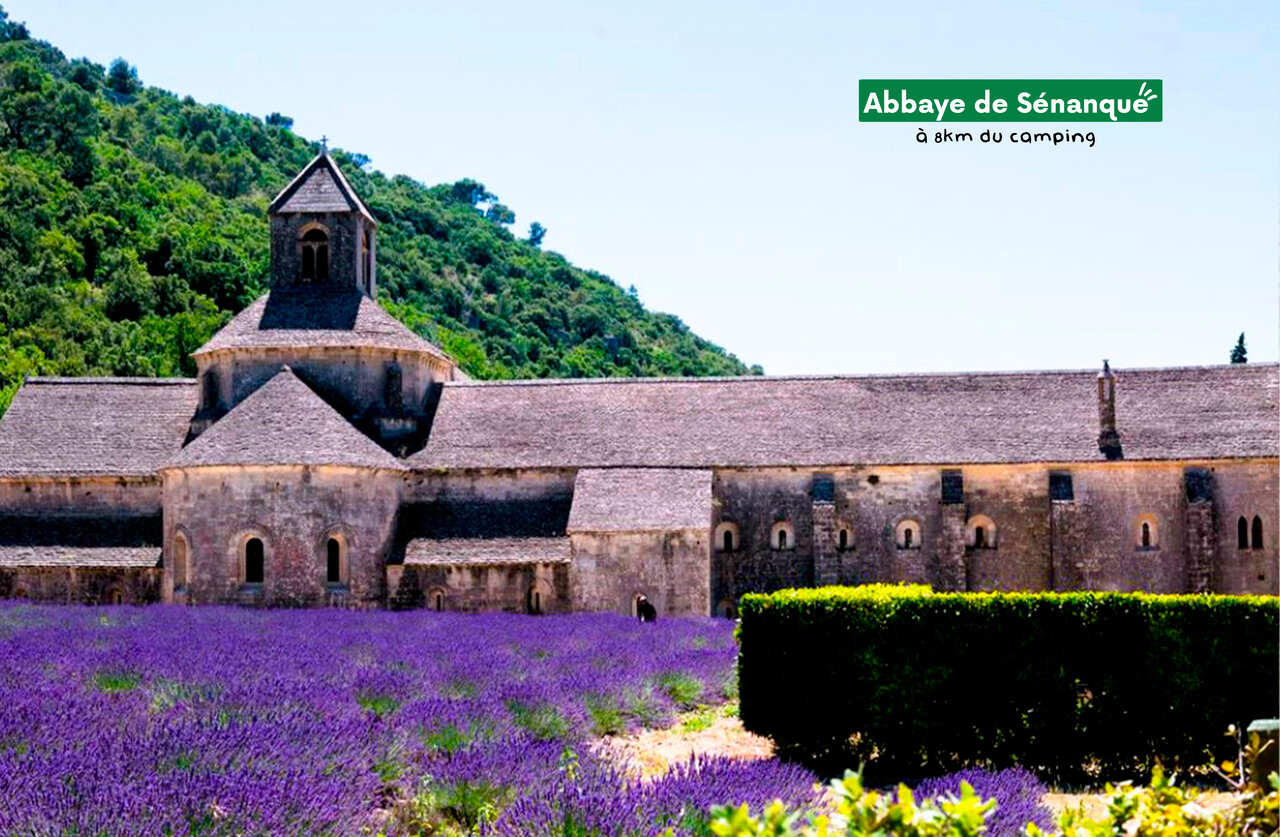 Abbaye de S�nanque entour�e de champs de lavande pr�s de Gordes en Provence.