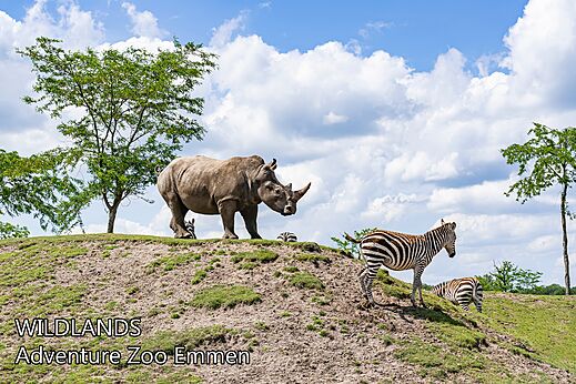 Rhinoc�ros et z�bres au WILDLANDS Adventure Zoo � Emmen, Pays-Bas.