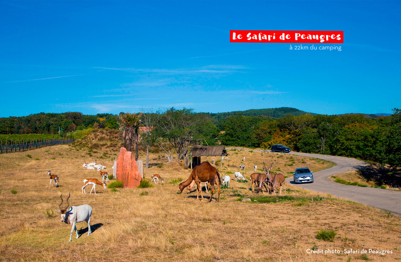 Safari de Peaugres, parc animalier avec chameaux et antilopes, pr�s du camping.