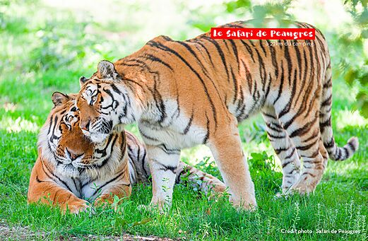 Deux tigres majestueux au Safari de Peaugres, un parc animalier � visiter.