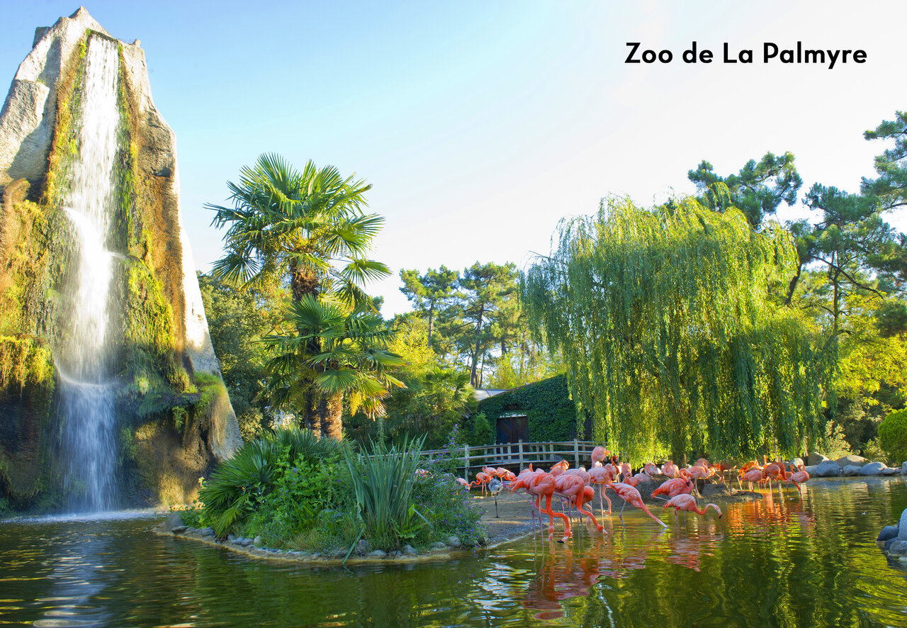 Zoo de La Palmyre avec flamants roses, cascade et v�g�tation luxuriante en Charente-Maritime.