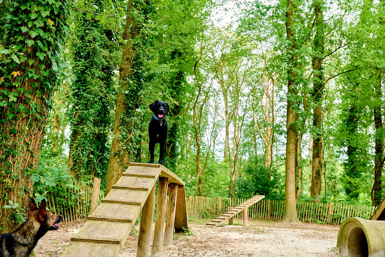 Chiens sur passerelle d'agilit� au parc canin CAPFUN De Waldsang � Bakkeveen.